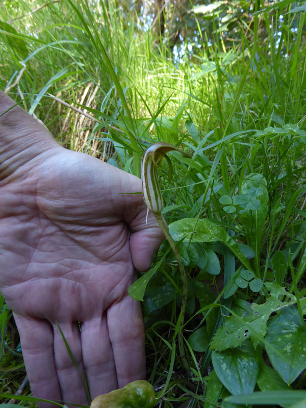 Arisarum vulgare - Araceae